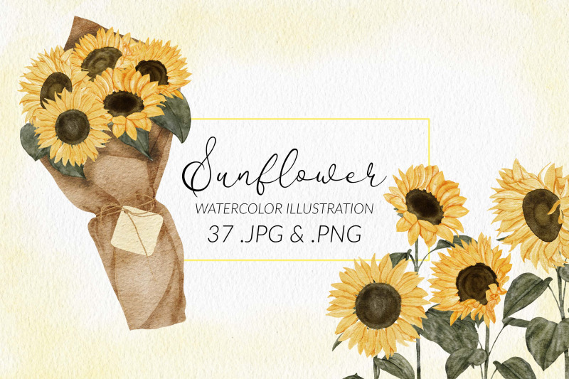 37-watercolor-sunflower-illustration-set