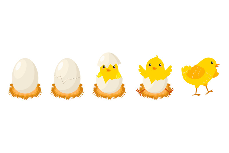 chicken-hatching-stages-newborn-little-cute-chick-small-baby-bird-em