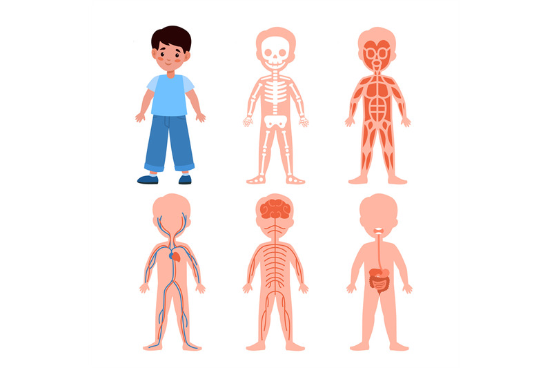 boy-body-system-kids-anatomy-poster-medical-education-schemes-skele