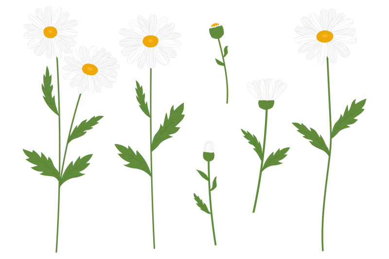 daisy-flowers-daisy-svg-flowers-svg-daisy-botanical-svg