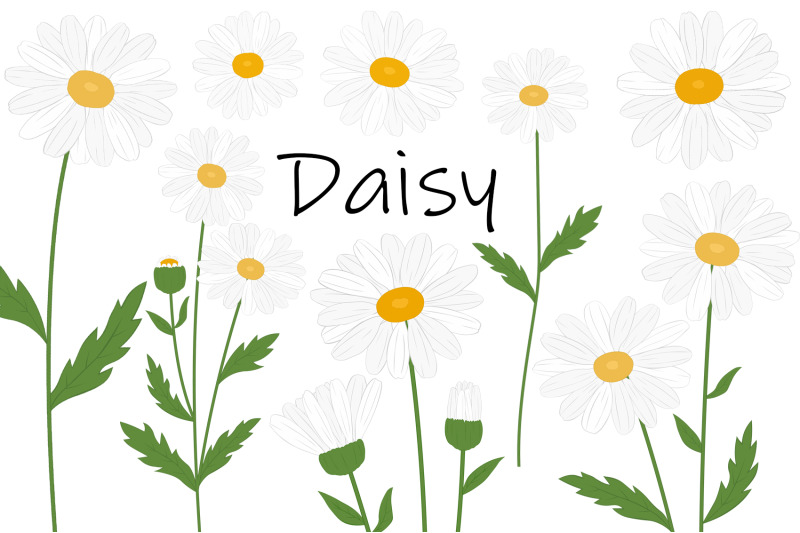daisy-flowers-daisy-svg-flowers-svg-daisy-botanical-svg