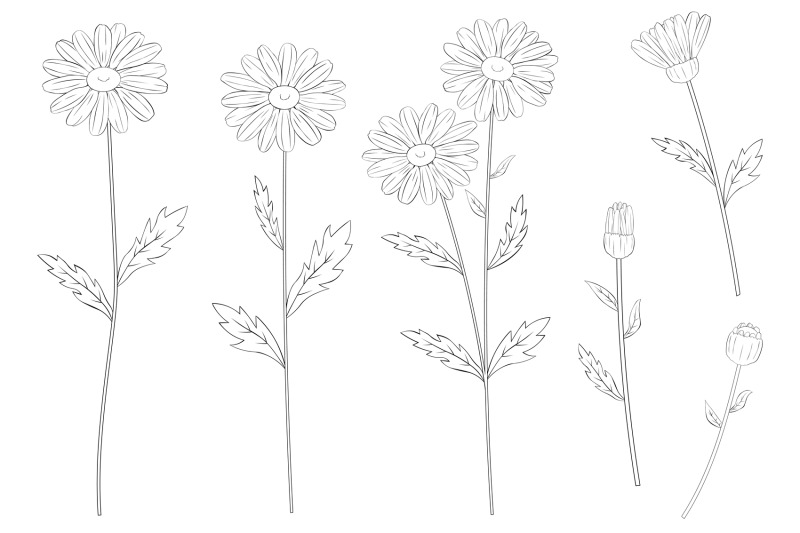 daisy-flower-graphics-daisy-line-daisy-svg-daisy-coloring