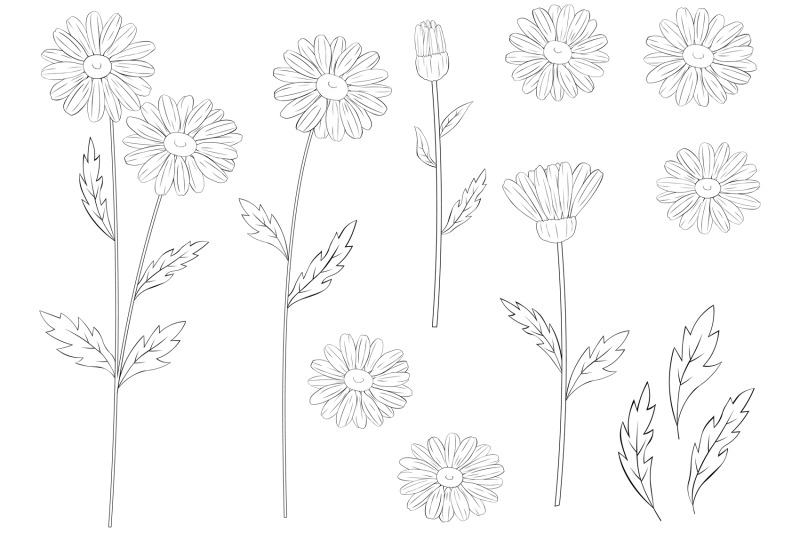 daisy-flower-graphics-daisy-line-daisy-svg-daisy-coloring