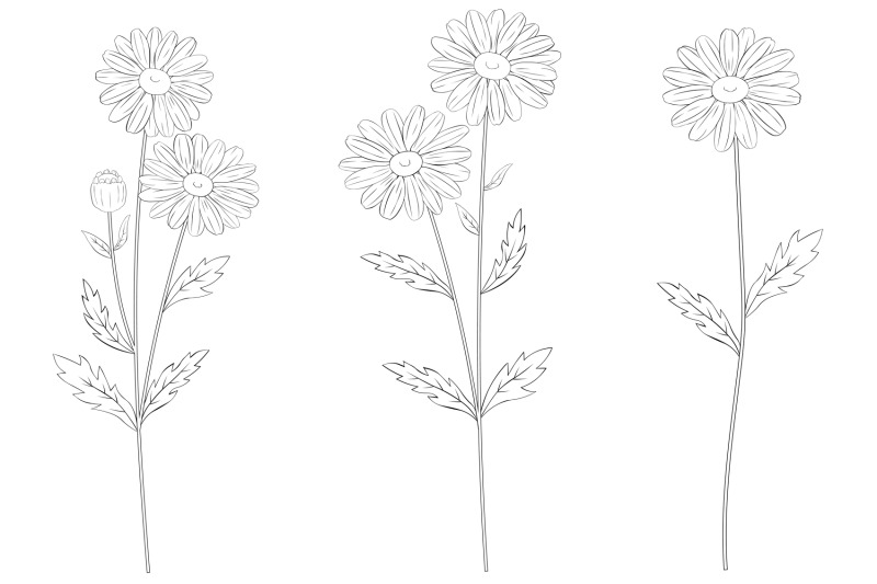 daisy-flower-graphics-daisy-line-daisy-svg-daisy-coloring