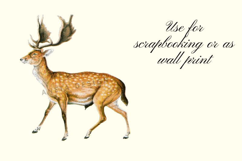 antique-animal-clipart-set-vintage-deer-clipart-graphics