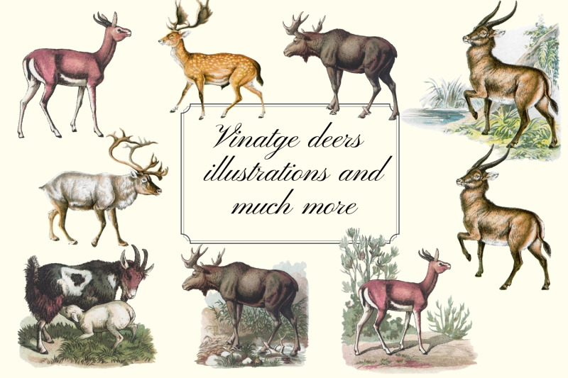 antique-animal-clipart-set-vintage-deer-clipart-graphics