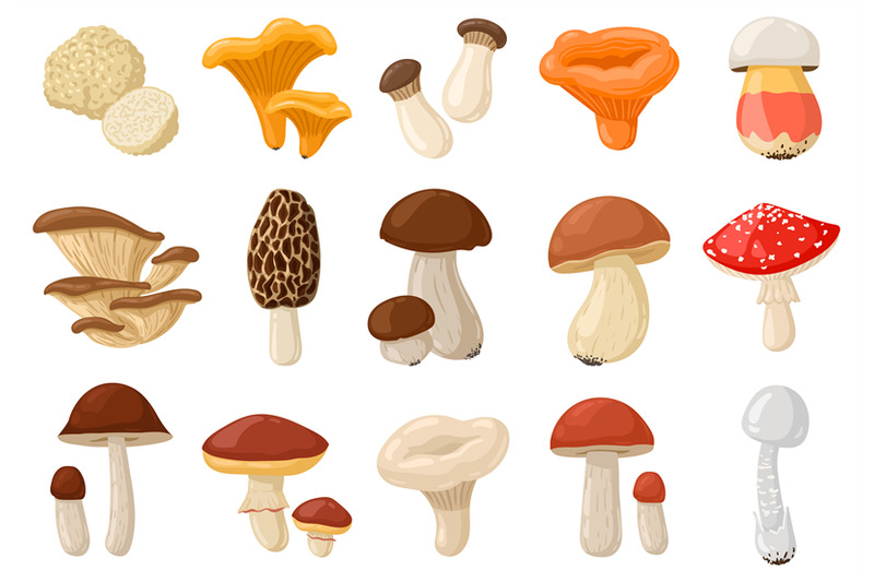 cartoon-mushrooms-poisonous-and-edible-mushroom-chanterelle-cep-am