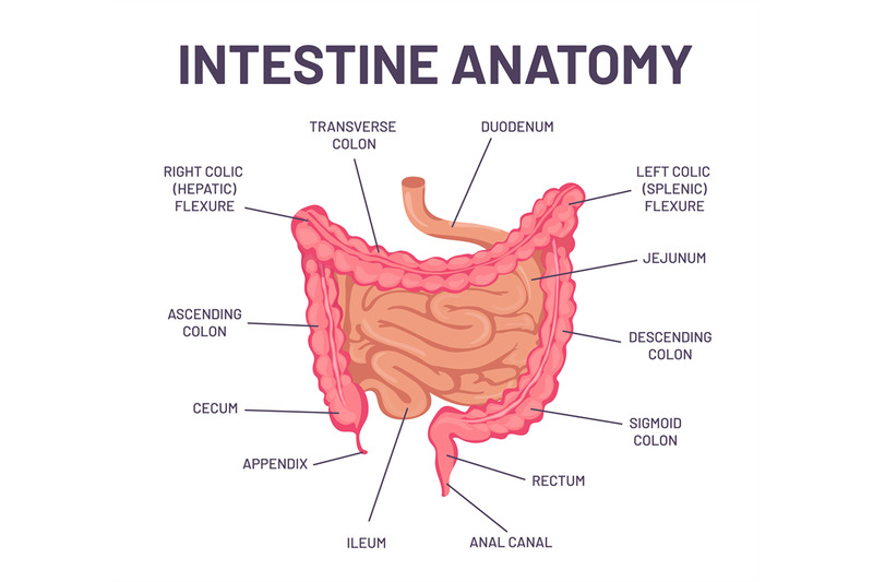 intestine-anatomy-human-body-digestive-system-bowel-infographic-with