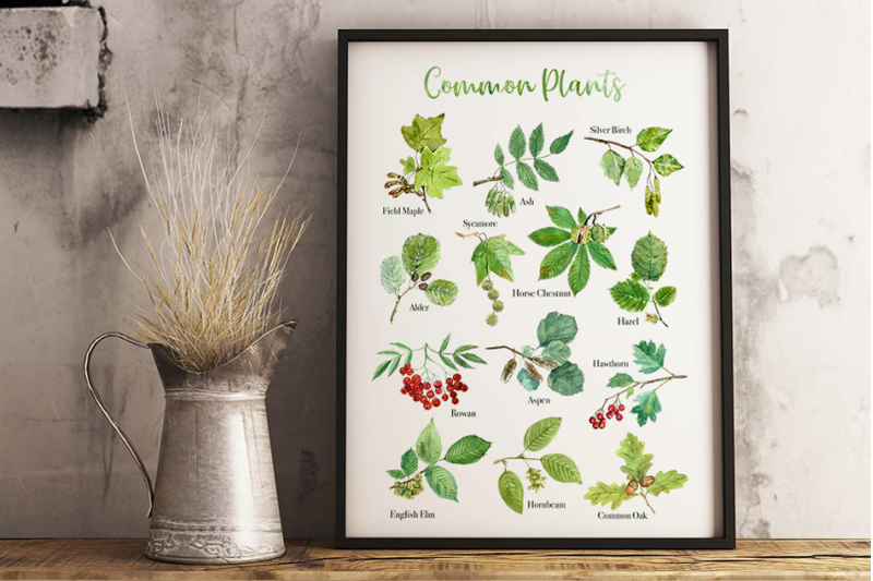 common-plants-clip-arts-and-poster