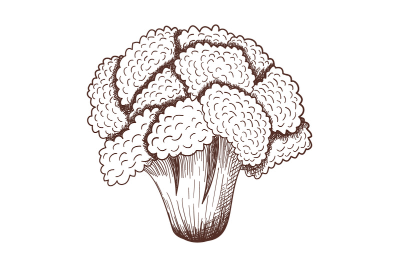 24-vegetables-hand-drawn-sketch