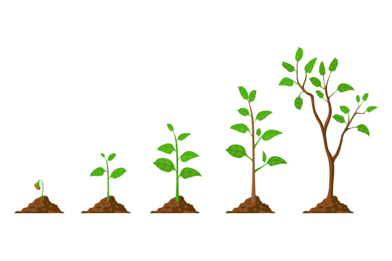 tree-grow-plant-growth-from-seed-to-sapling-with-green-leaf-stages-o