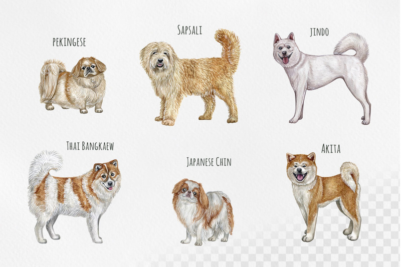 watercolor-12-dogs-illustrations-asian-dog-breeds