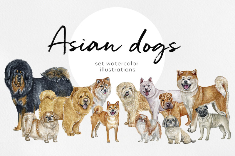 watercolor-12-dogs-illustrations-asian-dog-breeds
