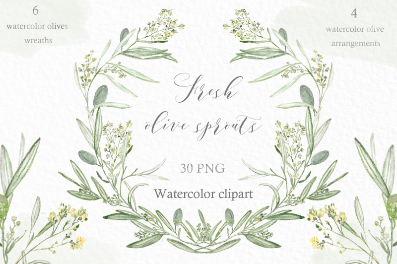 olive-sprouts-watercolour-clip-art