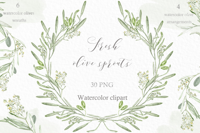 olive-sprouts-watercolour-clip-art