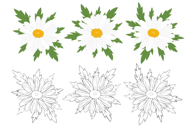 daisy-frame-daisy-design-daisy-svg-daisy-postcard