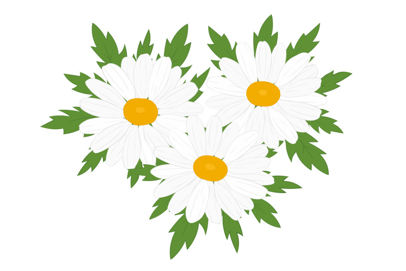 daisy-frame-daisy-design-daisy-svg-daisy-postcard