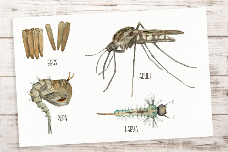 mosquito-life-cycle-clip-arts-and-print