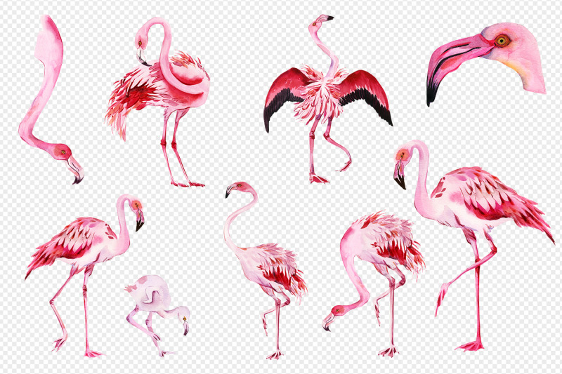 watercolor-tropical-flamingo-clipart