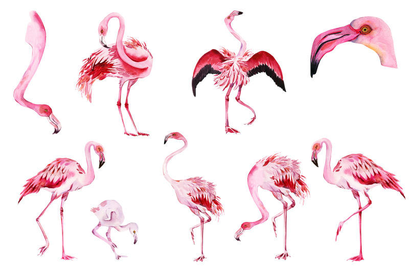 watercolor-tropical-flamingo-clipart