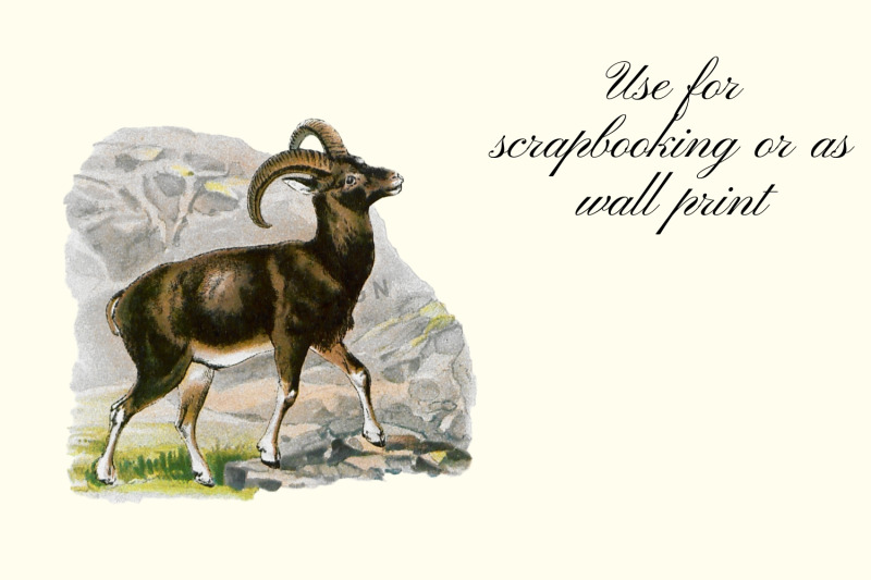 vintage-goats-illustration-farmhouse-wall-art