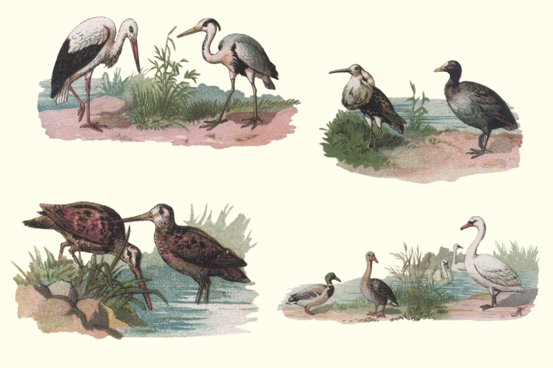 vintage-farmhouse-birds-duck-stork-pink-flamingo