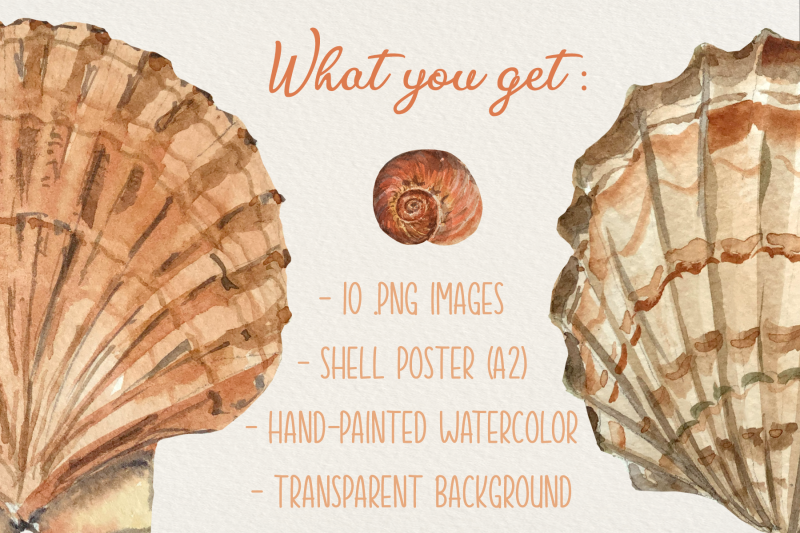 shells-clip-arts-and-poster