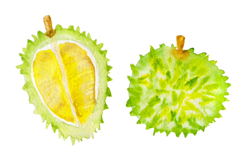 fruit-watercolor-clipart-fruits-fruit-ilustration