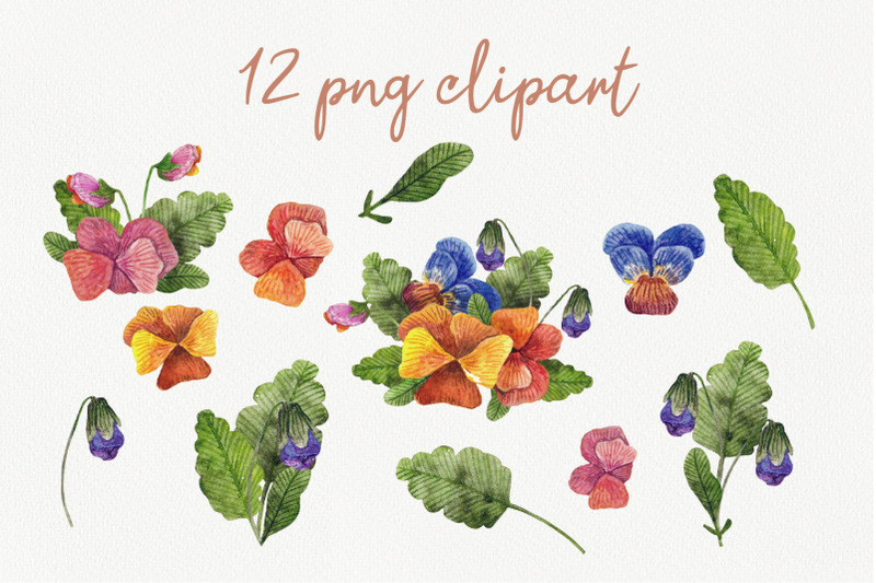 summer-pansy-flowers-clipart-set