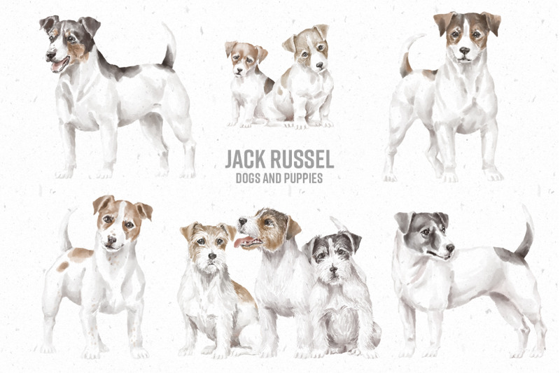 jack-russel-terrier