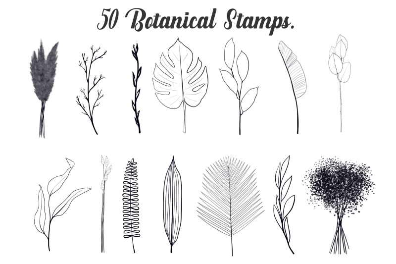 50-procreate-photoshop-infinite-painter-botanical-stamps-brushes
