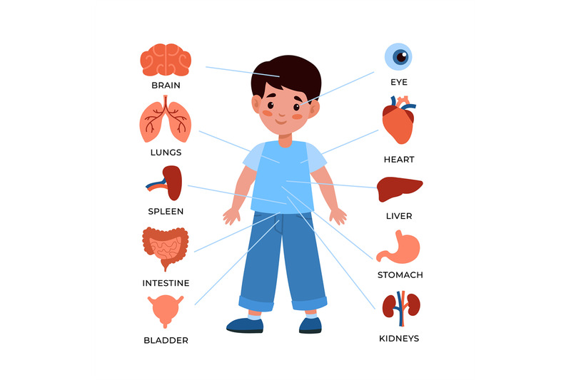 kids-internal-organs-system-little-boy-with-markers-and-organs-around