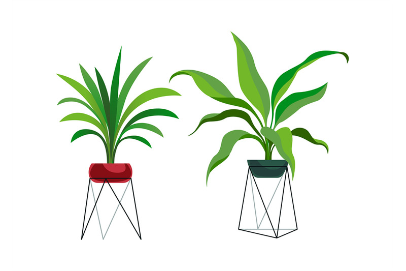 houseplant-modern-stands-tropical-ficus-or-palm-in-pot-botanical-dec