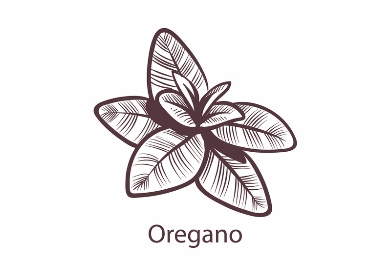 oregano-engraving-isolated-illustration-of-vegan-food-hand-drawn-her