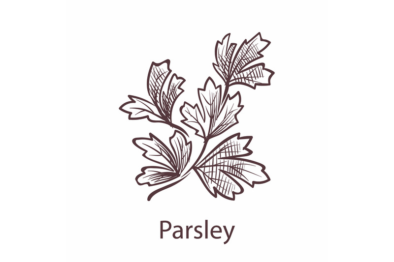 parsley-leaves-and-plant-engraving-isolated-herbs-and-spices-hand-dr