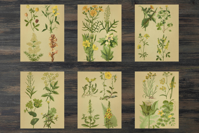 vintage-field-plants-ephemera-classics