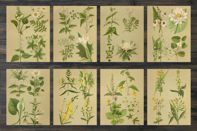 vintage-field-plants-ephemera-classics