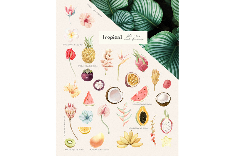 tropical-flowers-fruits-and-leaves-watercolor-clipart