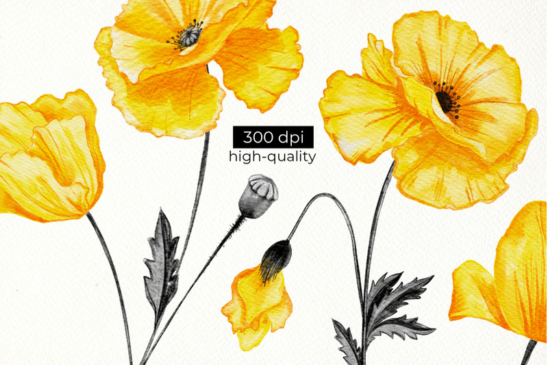 yellow-california-poppies-floral-design-clipart