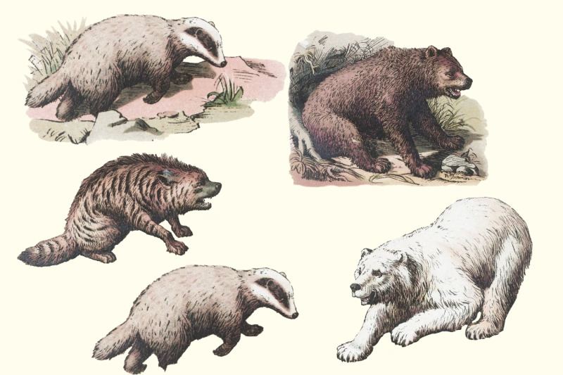 antique-animal-clipart-set-vintage-bear-clipart-graphics