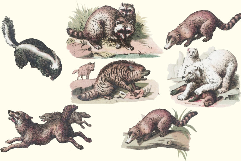 antique-animal-clipart-set-vintage-bear-clipart-graphics