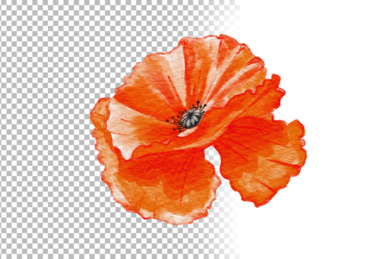 red-california-poppies-floral-design-clipart