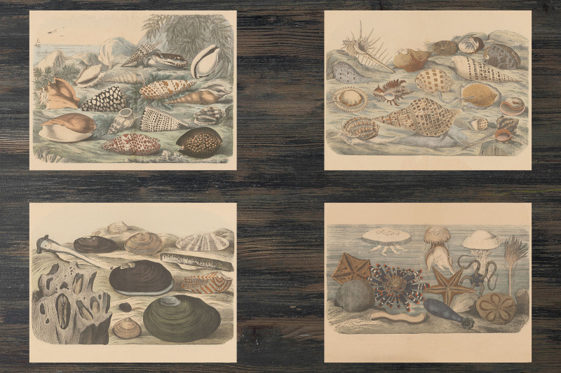 vintage-crustaceans-illustrations