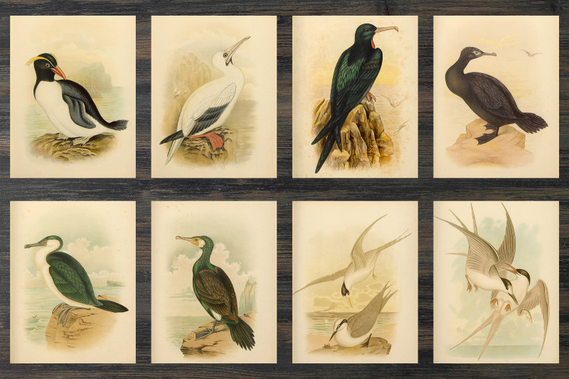 vintage-birds-of-australia