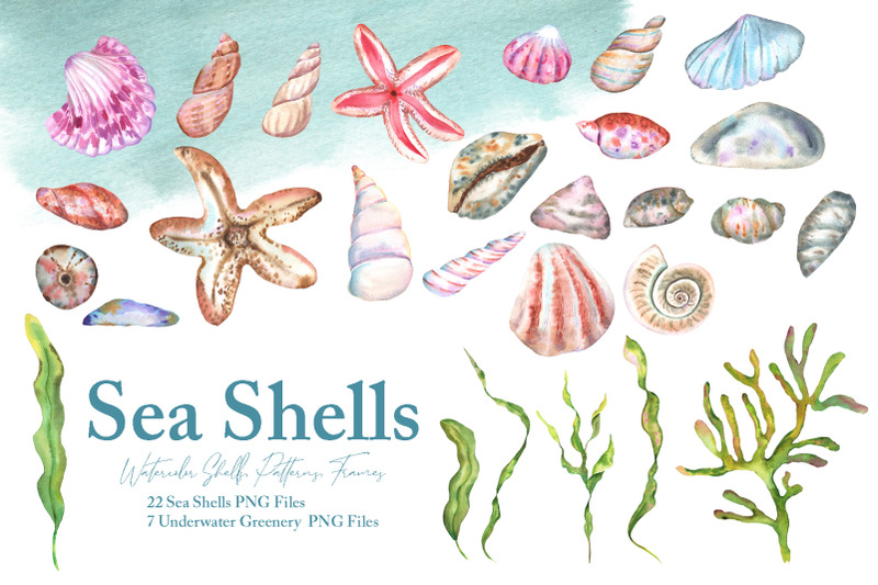 watercolor-sea-shells-illustration-set