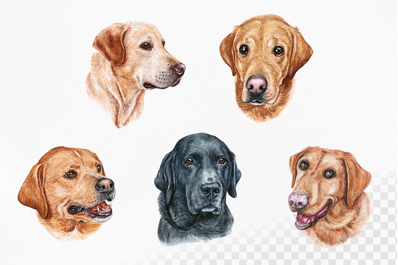 labrador-retriever-watercolor-dogs-illustrations-cute-10-dogs