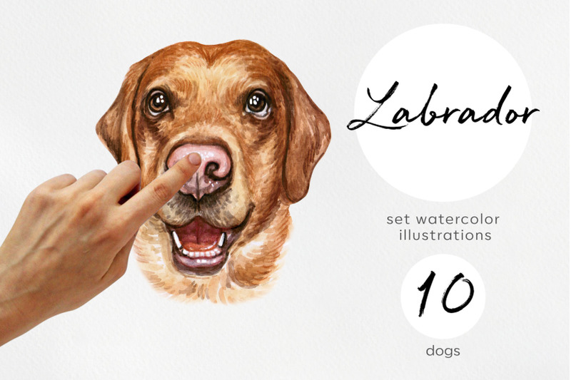 labrador-retriever-watercolor-dogs-illustrations-cute-10-dogs