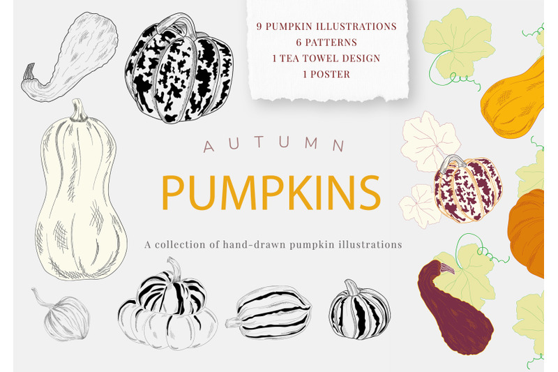pumpkins-hand-drawn-illustrations