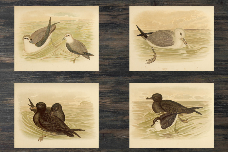 vintage-seabird-illustrations