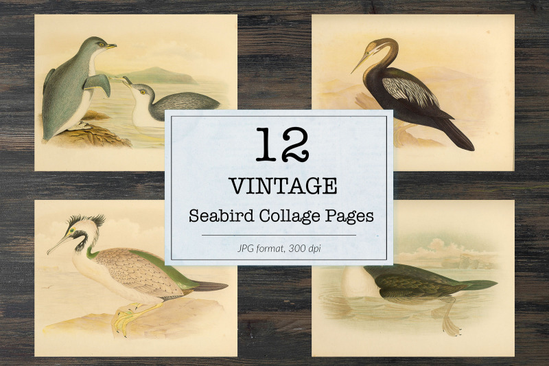 vintage-seabird-illustrations